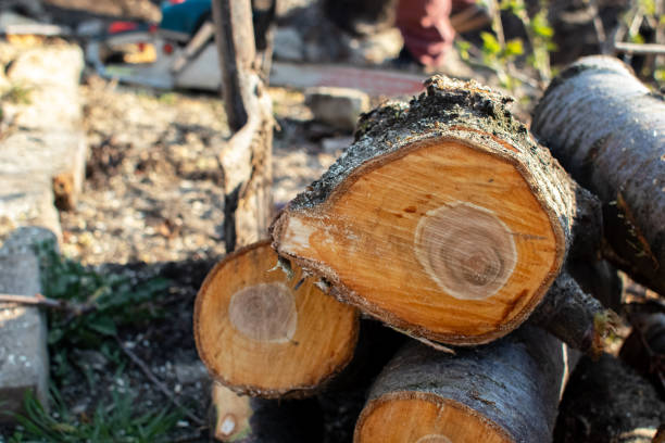 Best Arborist Consultation Services  in Duncanville, TX