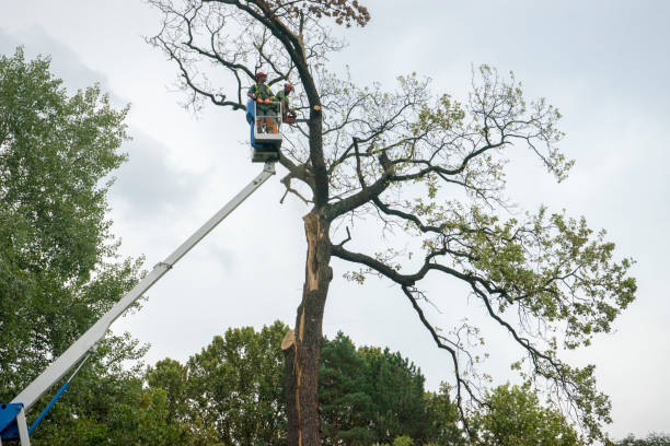 How Our Tree Care Process Works  in  Duncanville, TX